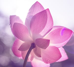 30-day-abundant-new-year-shreem-brzee